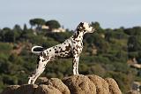 DALMATIEN 152